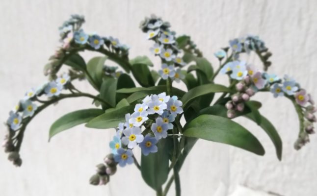 Цветы из фоамирана мастер-класс